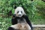 В Китае ребёнок восьми лет упал в вольер к пандам (видео)