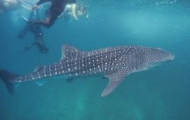 Мир китовых акул в Maafushivaru Maldives