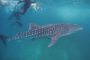 Мир китовых акул в Maafushivaru Maldives