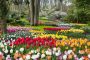 Голландский цветочный парк Кёкенхоф откроет сезон 21 марта