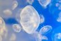 У побережья Анталии наблюдается скопление больших медуз