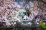 В Южной Корее пройдёт ряд фестивалей, посвященных цветению сакуры