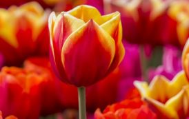 Сады тюльпанов откроются в Риме и Милане