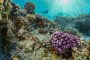 У берегов Италии обнаружен уникальный коралловый риф