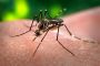 На Шри-Ланке зарегистрирована вспышка лихорадки денге