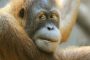 Туристу из РФ грозит пять лет тюрьмы за контрабанду орангутана