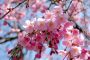 В Японии создали приложение для туристов, желающих полюбоваться цветущей сакурой