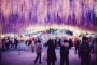 В Японии проведут грандиозный фестиваль цветущей глицинии