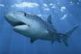 Ещё одно нападение акулы на туриста – теперь в Мексике