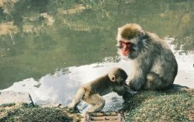 В Японии на туристов нападают агрессивные обезьяны