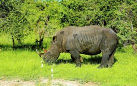Охотившегося на носорога браконьера убил слон и съели львы