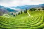 В Южной Корее пройдёт Фестиваль зелёного чая
