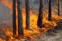 В заповедниках России от пожаров пострадало около 30 000 га