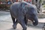 Слонёнок умер в зоопарке Пхукета, сломав ноги во время шоу для туристов