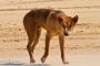 Власти Австралии предупреждают туристов о нападениях диких собак динго