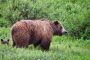 На Аляске строят мост для наблюдений за медведями