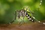 Туристов предупредили о комарах-переносчиках лихорадок во Франции