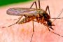 Туристическое управление Таиланда представило последние данные об эпидемиологической ситуации по лихорадке денге в стране