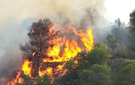 В Каталонии из-за аномальной жары начались лесные пожары