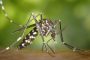 Туристов предупреждают о лихорадке денге в Камбодже