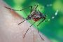 Туристов предупреждают о новой вспышке лихорадки денге в Таиланде